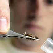 Dead mosquito in lab