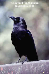 Crow