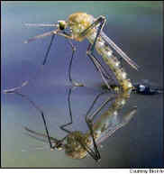Mosquito reflexion in water